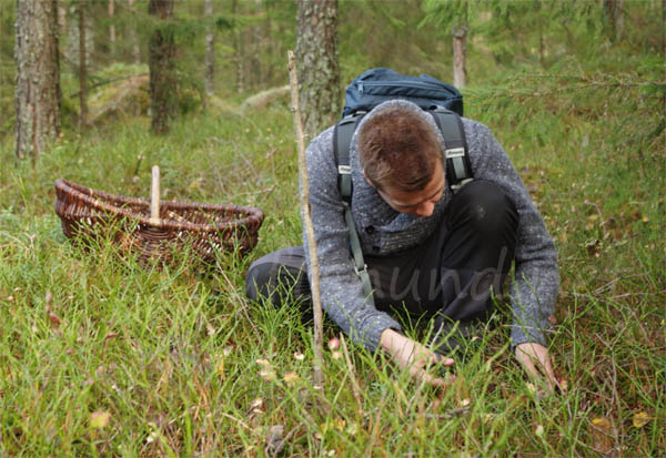 På sopptur… På sopptur…