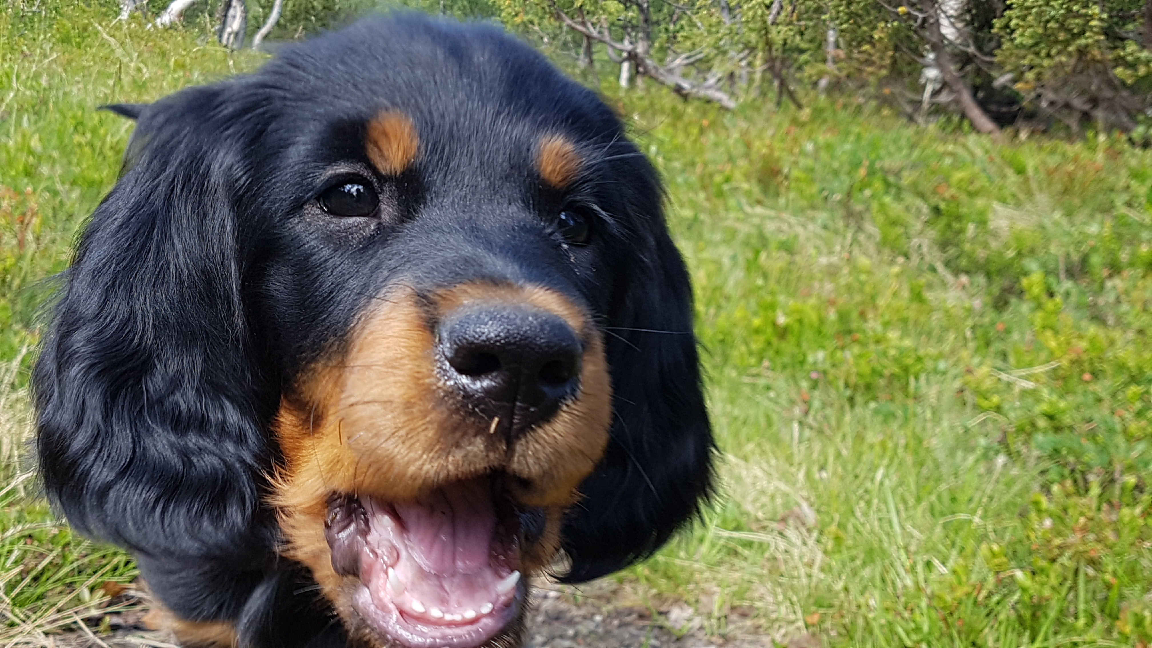 Ny nettside, ny friluftshund: Si hei til Virrvarr! Ny nettside, ny friluftshund: Si hei til Virrvarr!