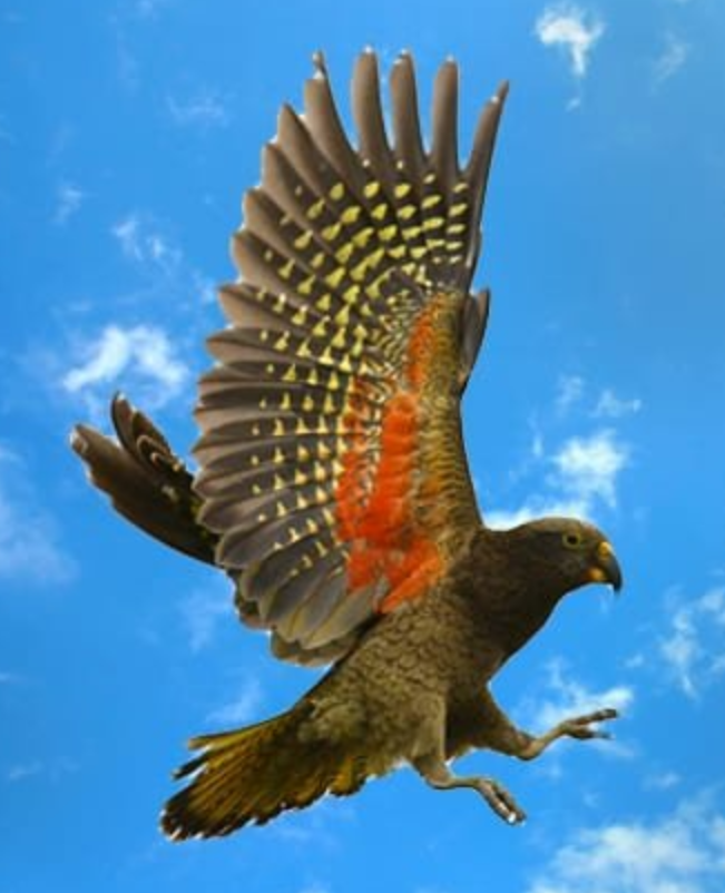 KEA Frisbeesor.no