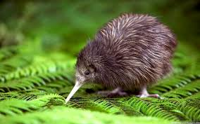 KIWI Frisbeesor.no