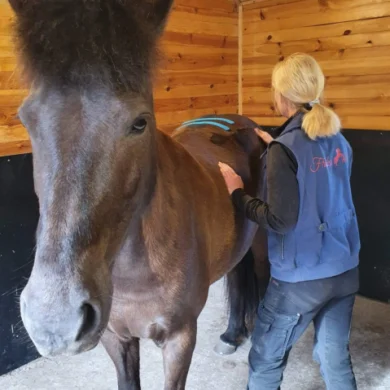 HÄSTFYSIOTERAPI Behandlar hästens kropp med genuin svensk hästmassage, laser och el-terapi.
