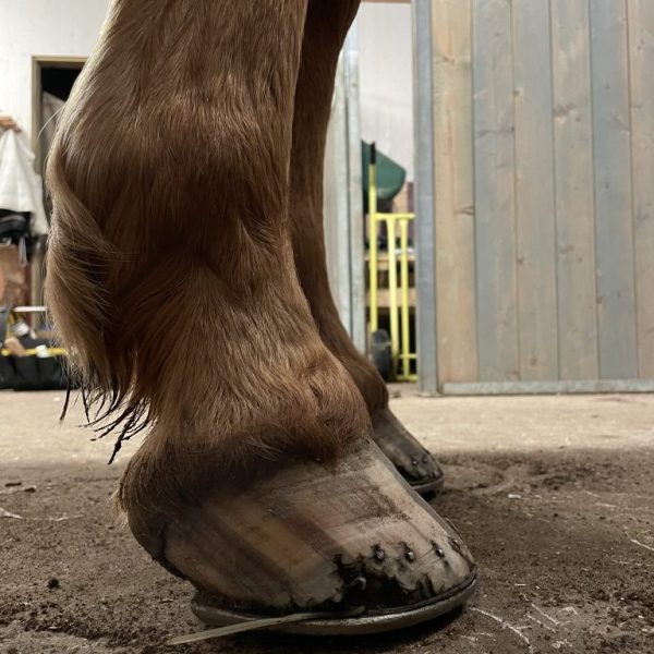 FÖRE FEBRUARI Hästen är skodd och drar lätt av sig skorna. Jag tog av järnskorna och hade tre skoningar med limskon Easyshoe Performence, sedan efter det verkades hästen barfota.