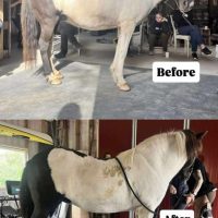 Hästens hållning och dess påverkan på hovarna