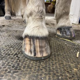 Limskokurs 2.0 online