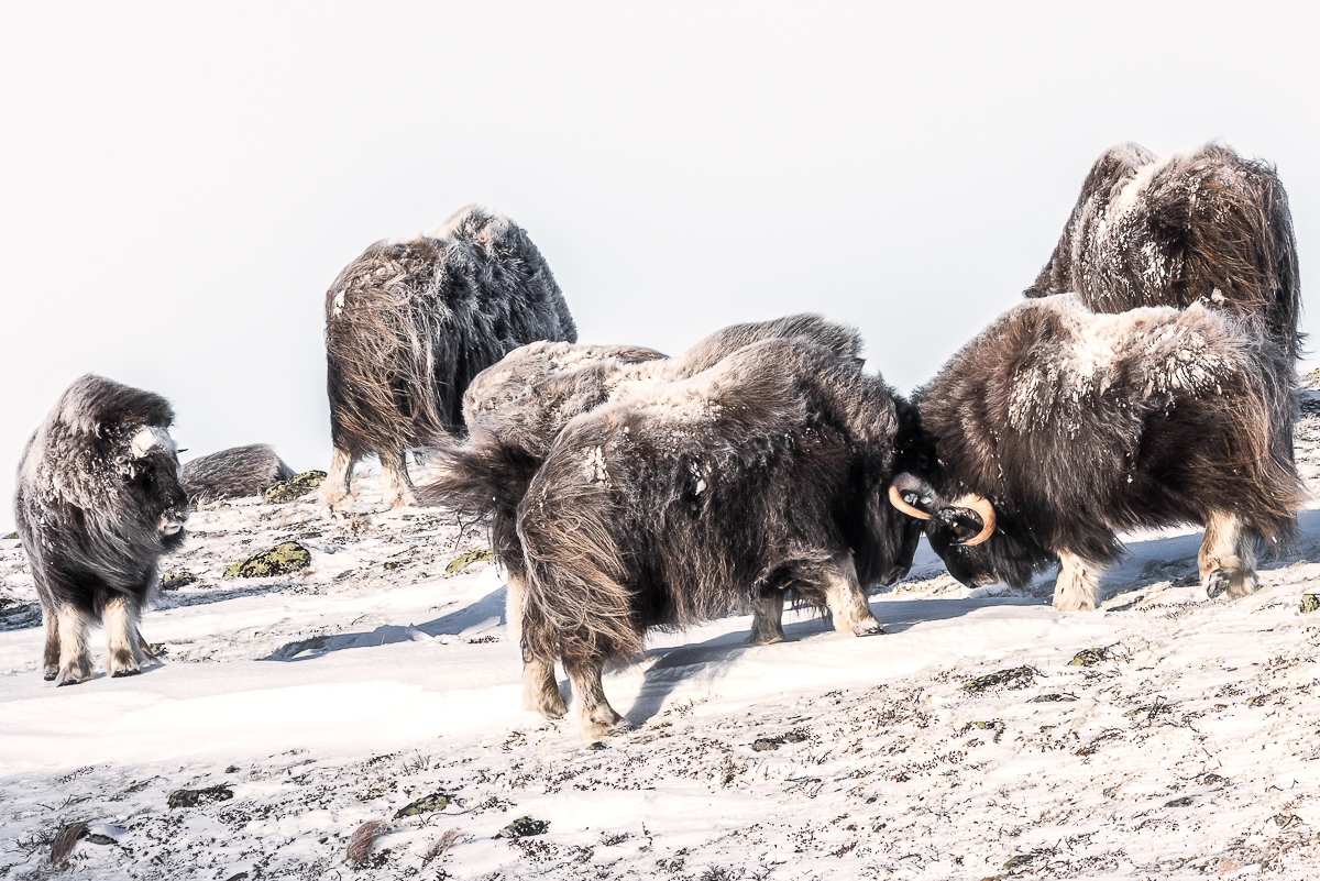 Myskoxar på Dovrefjell