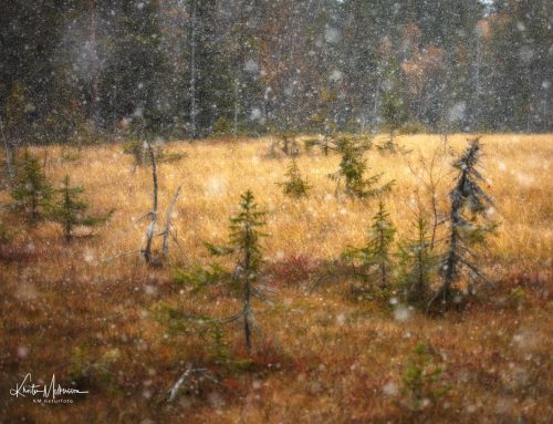 Den första snön: Deltagarnas berättelser.