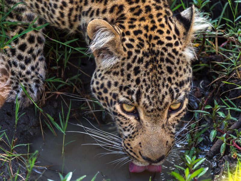 Drickande leopard, Masai Mara, Kenya.