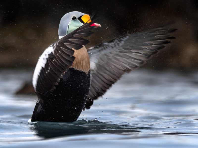 Praktejder från Varanger