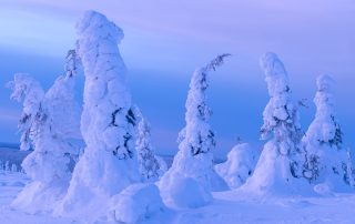 Ett mäktigt rosa kvällsljus över flera tykkygranar i Riisitunturi nationalpark..