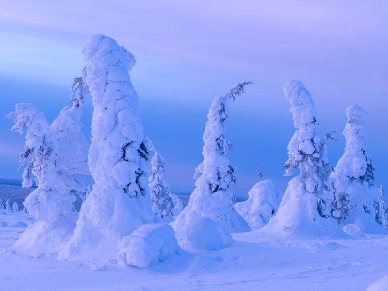 Ett mäktigt rosa kvällsljus över flera tykkygranar i Riisitunturi nationalpark..