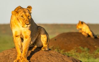 Lejon är ett populärt fotomotiv som naturfotografer drömmer om att fotografera.