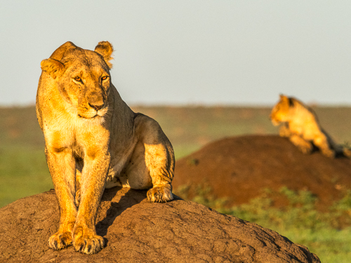 Lejon är ett populärt fotomotiv som naturfotografer drömmer om att fotografera.