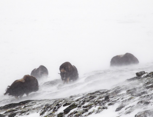 En sagolik upplevelse med myskoxarna i Dovrefjell.