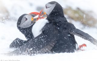 Varanger 2019 Lars Molander