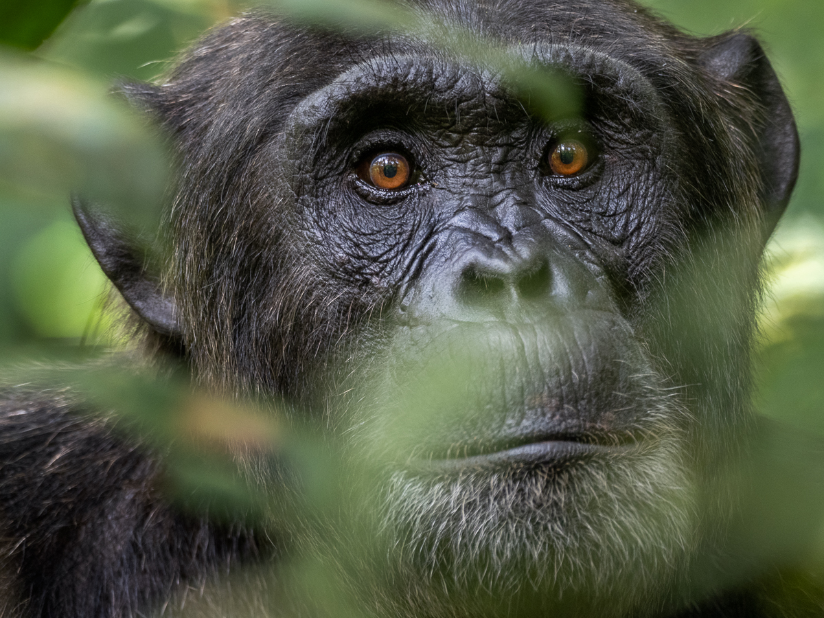Närbild av schimpans, Uganda.