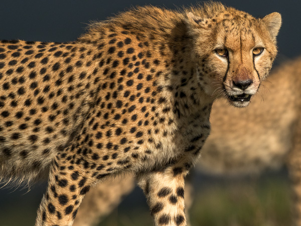 Gepard ögonkontakt och en annan gepard i bakgrunden.