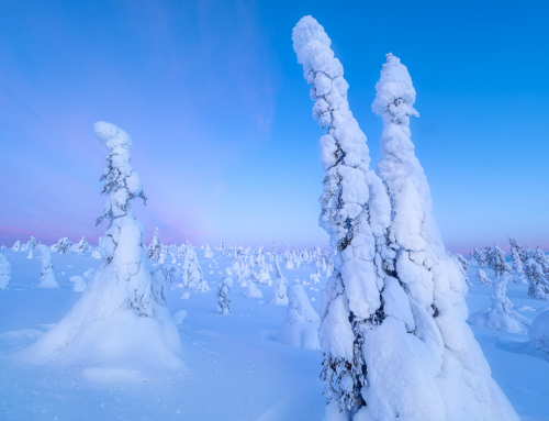 Gratis föreläsning om Riisitinturi nationalpark och myskoxarna på Dovrefjell.