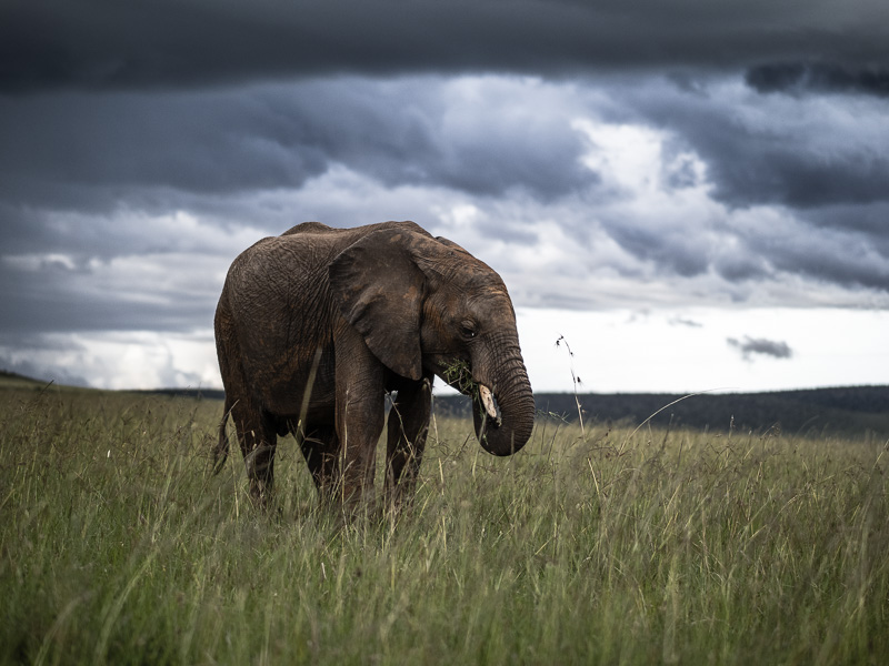 Elefant med tunga regnmoln vid horisonten.