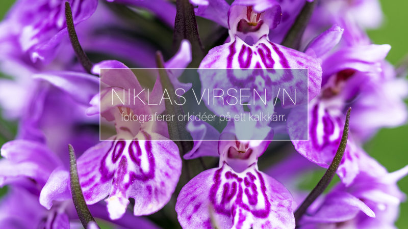 Fotograferar orkidéer på ett kalkkärr