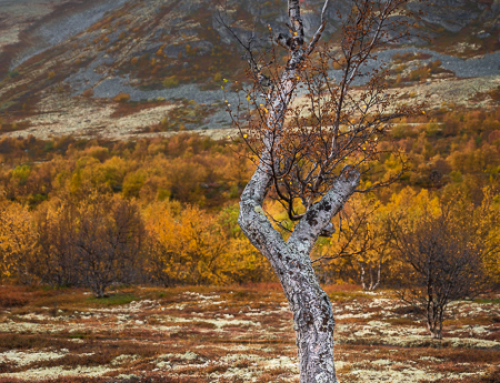 Rondane bjöd på fantastiska höstfärger och motiv i fjällmiljö. Av: Cristian Lintrup