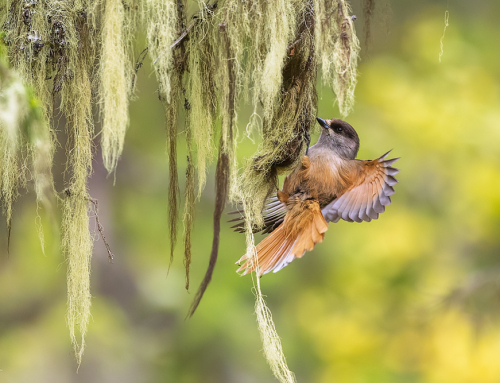 Fulufjället, lavskrikans urskogsparadis. Av: Barbro Nelly