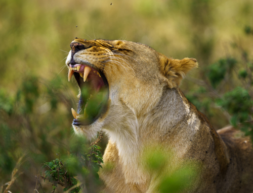 Masai Mara 2022 med Fröstad Naturfoto – det bästa alternativet?