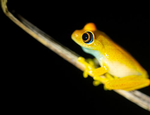 Upptäck fördelarna med att välja Fröstad Naturfoto för din nästa fotoresa!