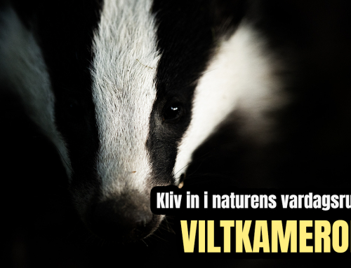 Kliv in i naturens vardagsrum : En guide om viltkameror 📹