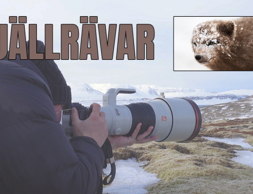 Fjällrävar & behind the scenes