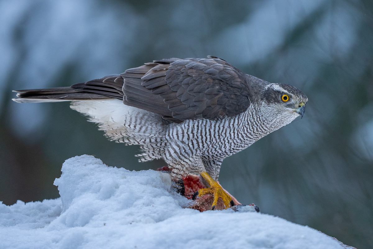 Gosehawk_photohide-sweden7013