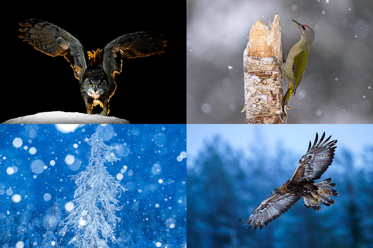 Berguv på snö i mörker, Gråspett på död björk, snötyngd gran i vinterlandskap och kungsörn i flykt. Exempel på motiv under fotoresan till Finland 2026.