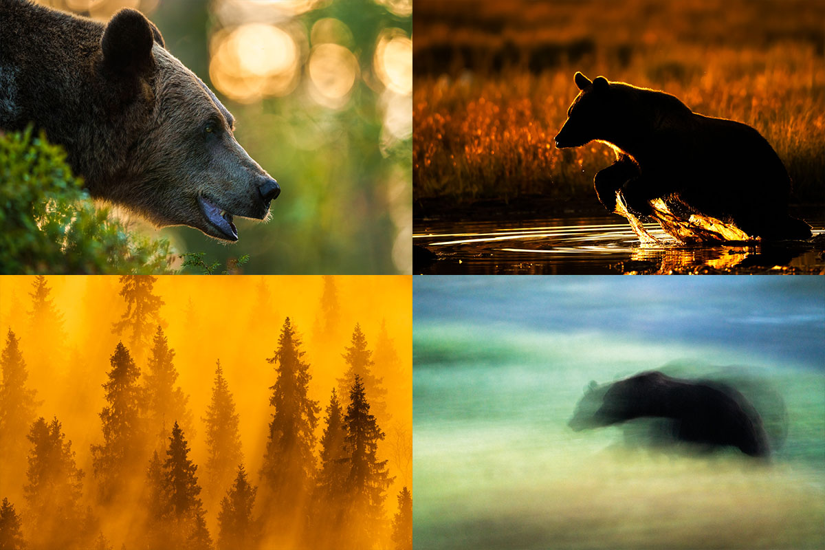Brunbjörn i motljus, siluett av björn i vatten, abstrakt björnbild och morgondimma över tajga skogen. Exempel på motiv under fotoresan till Vilda Finland 2026.