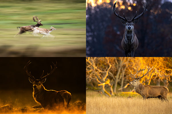 Springande dovhjortar, kronhjort i skog, kronhjort i motljus och kronhjort på äng i morgonljus. Exempel på motiv under fotoresan till kronhjort och dovhjort 2025.
