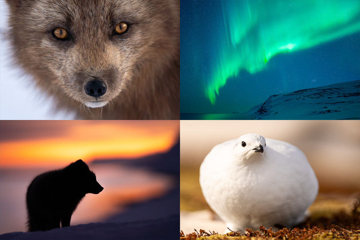 Närbild av fjällräv, norrsken över fjäll, fjällräv i silhuett vid solnedgång och fjällripa i snön. Exempel på motiv under fotoresan till fjällrävarna på Island 2026.