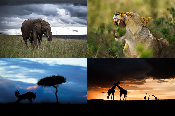 Elefant på savann, lejoninna, siluett av gnu vid akacia och giraffer i solnedgång. Exempel på motiv under fotoresan till Masai Mara 2025.