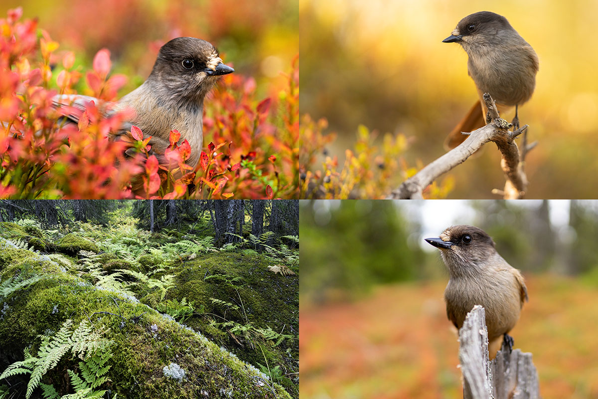 Lavskrika i höstfärgad skog, lavskrika på gren och urskog med ormbunkar och mossa. Exempel på motiv under fotoresan till lavskrika och urskog 2025.
