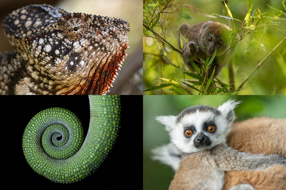 Kameleont i närbild, bambulemur, kameleontsvans i spiral och ringsvanslemur. Exempel på motiv under fotoresan till Madagaskar 2025.