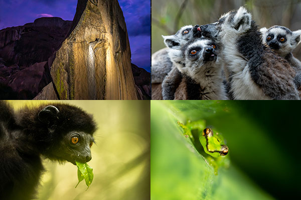 Berg i kvällsljus, ringsvanslemurer, svart lemur som äter blad och grön groda på blad. Exempel på motiv under fotoresan till Madagaskar 2026.