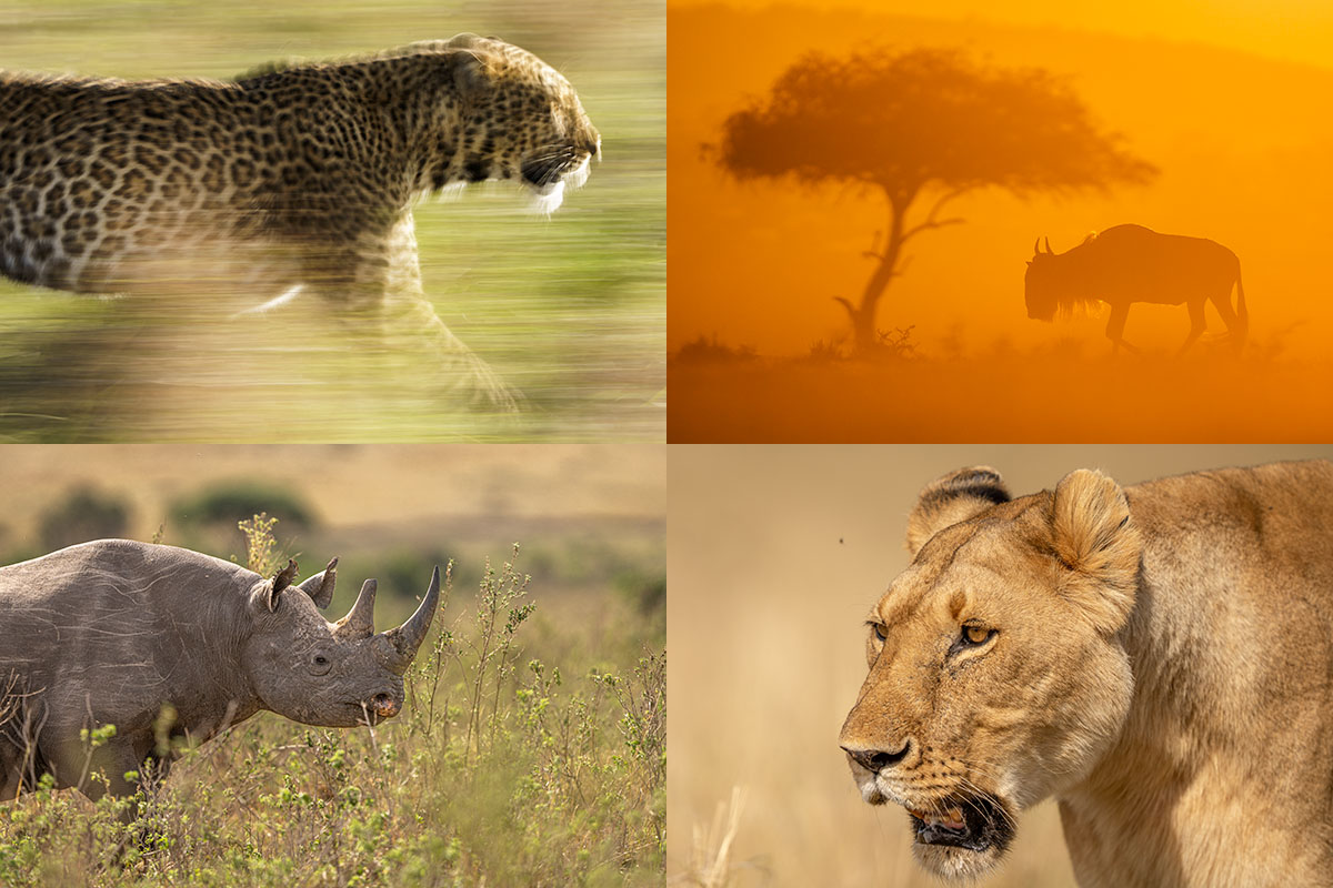 MasaiMara-Fotoresa-2025 Leopard i rörelse, siluett av gnu vid träd i solnedgång, spetsnoshörning och porträtt av lejoninna. Exempel på motiv under fotoresan till Masai Mara 2026.