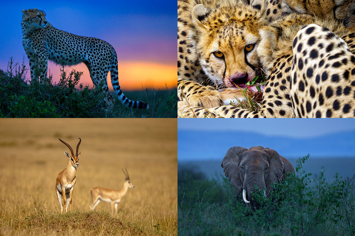 Gepard i solnedgång, geparder vid byte, gaseller på savann och elefant i gryningsljus. Exempel på motiv under fotoresan till Masai Mara 2025.