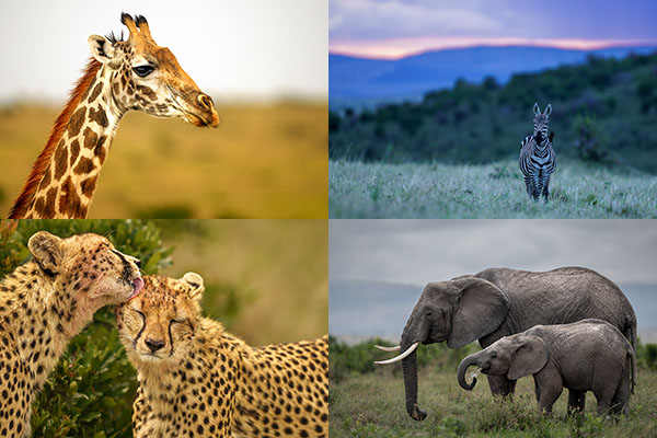 Giraff i porträtt, zebra på savannen, två geparder och elefanter med unge. Exempel på motiv under fotoresan till Masai Mara 2026.