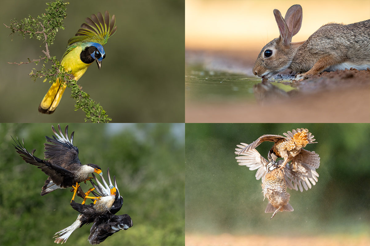 Green Jay i flykt, Bomullskanin som dricker, stridande crested caracara och stridande Bobwhite i ett moln av damm. Exempel på motiv under fotoresan till Rio Grande Valley, Texas 2026.