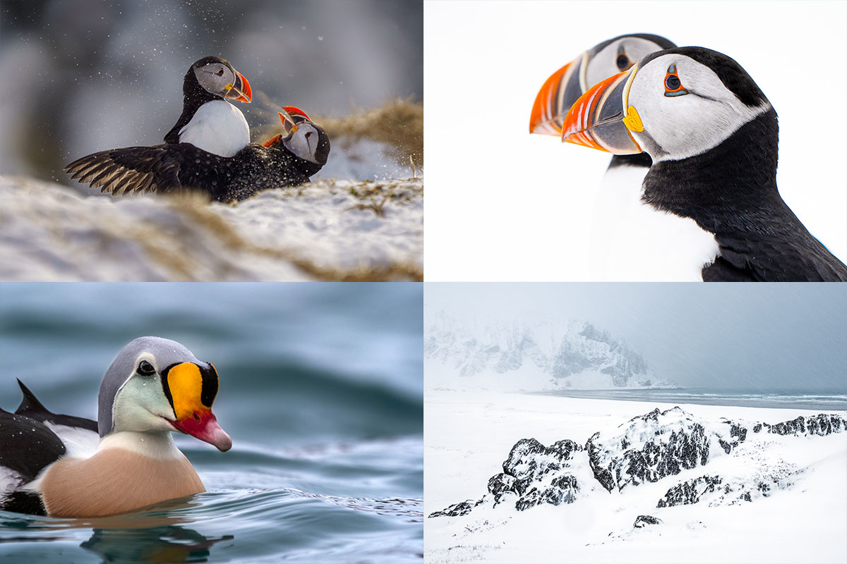Lunnefåglar på klippa med snö i bakgrunden, porträtt av två lunnefåglar i high-key, praktejder i vatten och arktiskt vinterlandskap. Exempel på motiv under fotoresan till Varanger 2026.