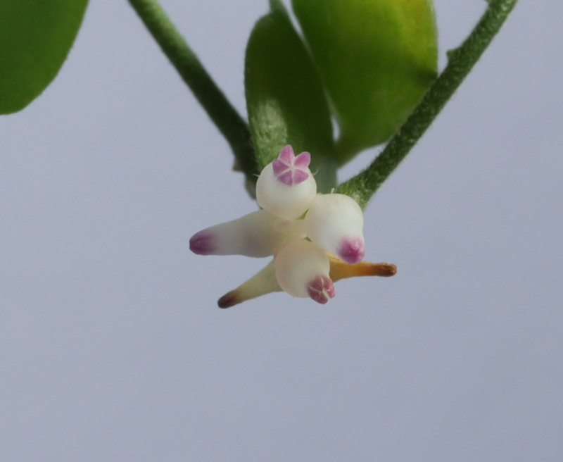 Men buni erim bilan va boshqa odam bilan onlayn qilishga muvaffaq boldim. Brejneva ishtirokidagi porno