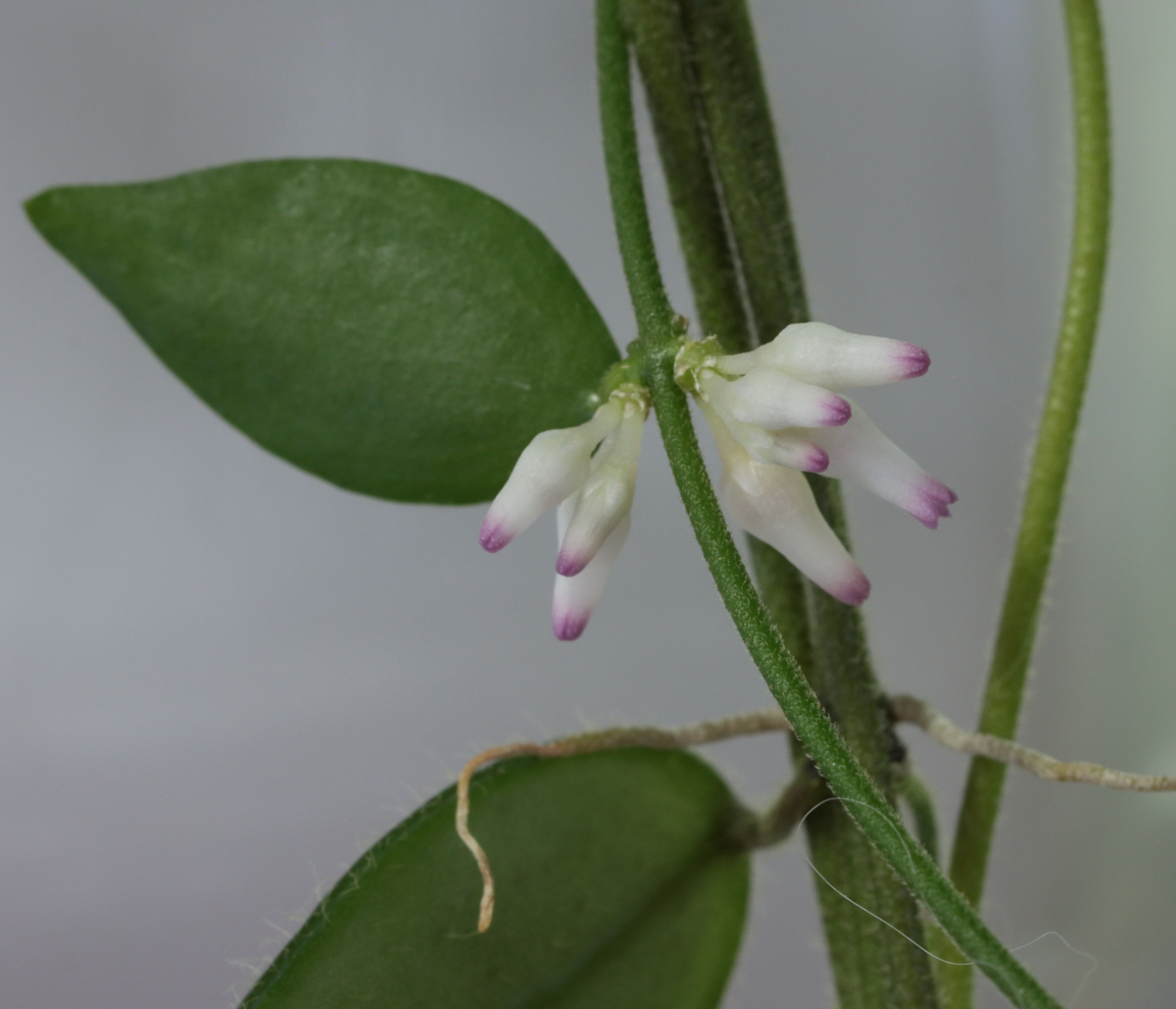 Porno fotosuratlar, jinsiy aloqa, erotika, lezbiyenlar, porno galereyalar Yaqin planda yunoncha porno surat