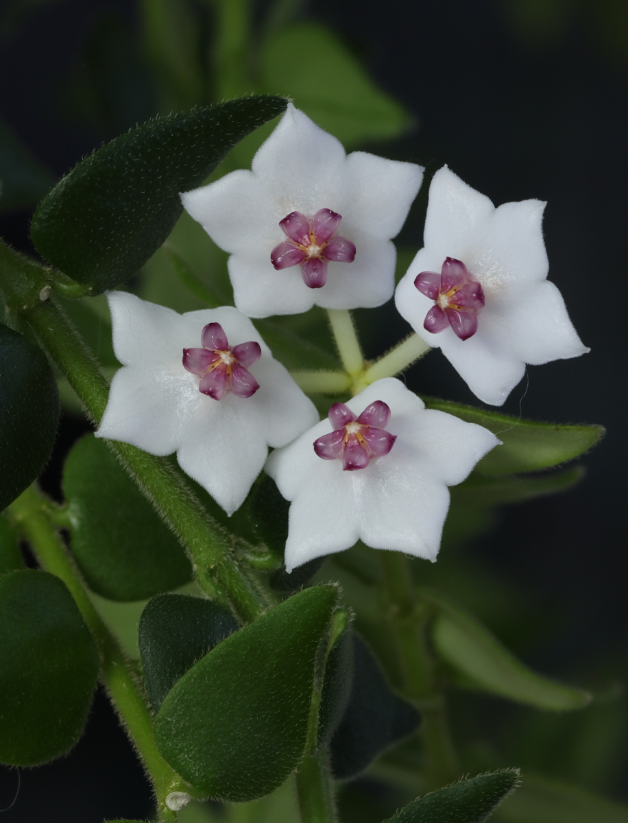 Hoya sp. aff. chinghungensis