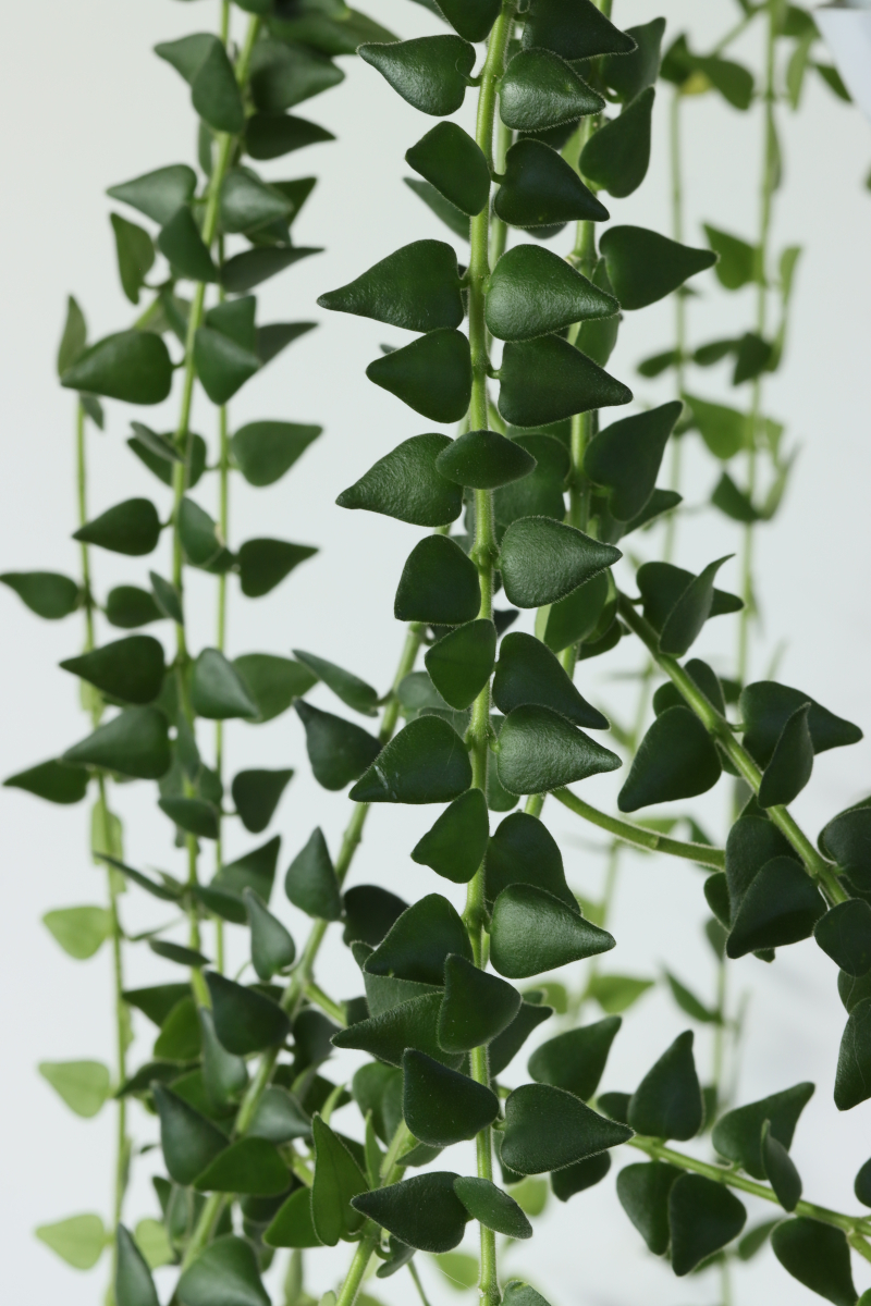 Hoya sp. aff. chinghungensis