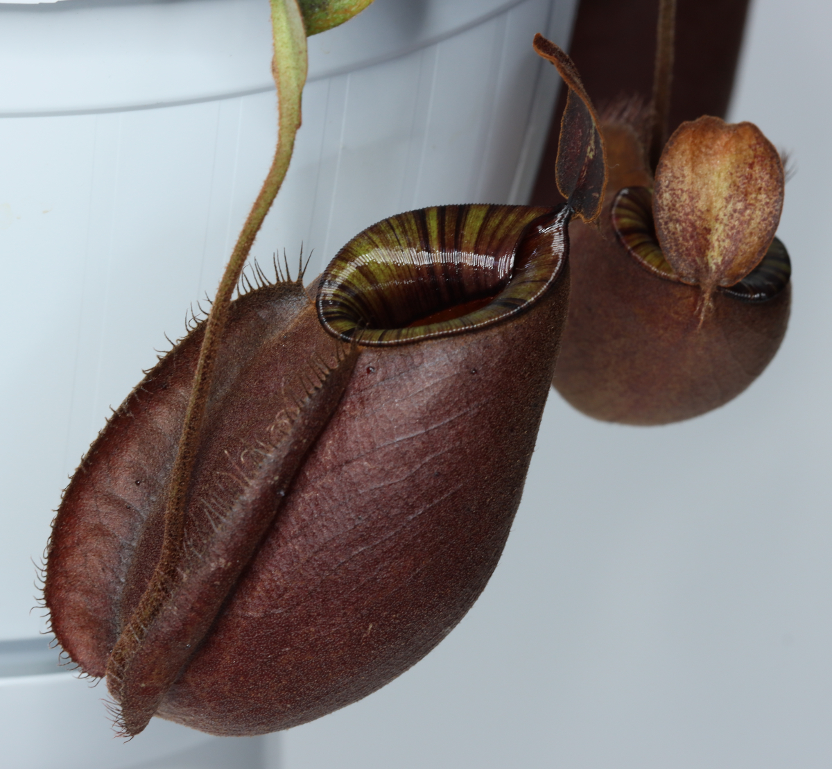 Nepenthes (mirabilis var. globosa x ampullaria 'Black Miracle')