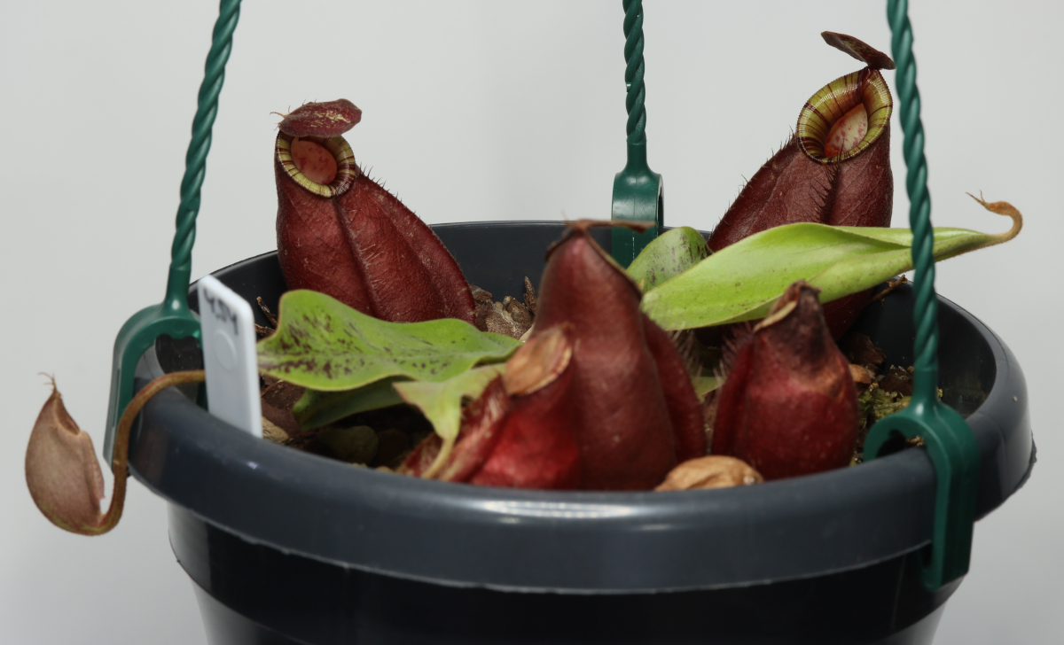 Nepenthes (mirabilis var. globosa x ampullaria 'Black Miracle')