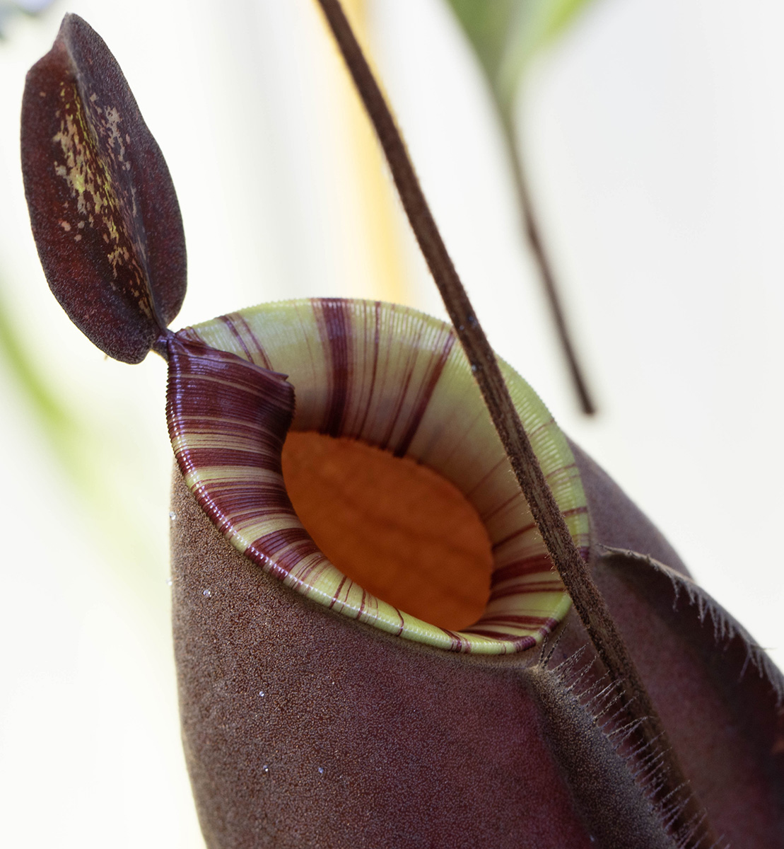 Nepenthes (mirabilis var. globosa x ampullaria 'Black Miracle')